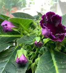 Imported Gloxinia Plant Perennial Sinningia Gloxinia Home Garden 200 PCS Seeds