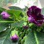 Imported Gloxinia Plant Perennial Sinningia Gloxinia Home Garden 200 PCS Seeds