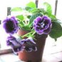 Imported Gloxinia Plant Perennial Sinningia Gloxinia Home Garden 200 PCS Seeds