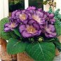 Imported Gloxinia Plant Perennial Sinningia Gloxinia Home Garden 200 PCS Seeds