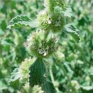 Imported Horehound Seeds, Professional Pack 20 PCS Seeds Imported Horehound Seeds, Professional Pack 20 PCS Seeds