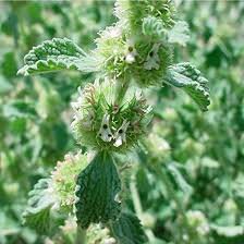 Imported Horehound Seeds, Professional Pack 20 PCS Seeds