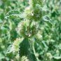 Imported Horehound Seeds, Professional Pack 20 PCS Seeds