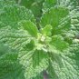 Imported Horehound Seeds, Professional Pack 20 PCS Seeds