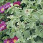 Imported Horehound Seeds, Professional Pack 20 PCS Seeds