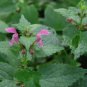 Imported Horehound Seeds, Professional Pack 20 PCS Seeds