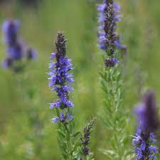 Imported Hyssop Plant Hyssop 20 PCS Seeds