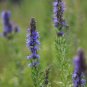 Imported Hyssop Plant Hyssop 20 PCS Seeds