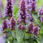 Imported Hyssop Plant Hyssop 20 PCS Seeds