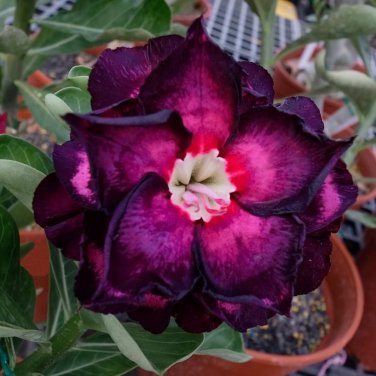 Imported 'Widtge' Black Hot Fire Adenium Dedert Rose 50 PCS Seeds