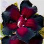 Imported 'Widtge' Black Hot Fire Adenium Dedert Rose 50 PCS Seeds