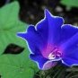 Imported Japan 'Fan' Blue White Morning Glory Hybrid 30 PCS Seeds