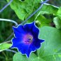 Imported Japan 'Fan' Blue White Morning Glory Hybrid 30 PCS Seeds