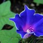 Imported Japan 'Fan' Blue White Morning Glory Hybrid 30 PCS Seeds