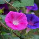 Imported Japan Wine Red Garden Morning Glory 10 PCS Seeds