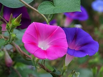 Imported Japan Wine Red Garden Morning Glory 10 PCS Seeds