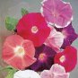 Imported Japan Wine Red Garden Morning Glory 10 PCS Seeds