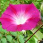 Imported Japan Wine Red Garden Morning Glory 10 PCS Seeds