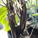 Imported Japanese Early Black Long Eggplant Vegetable 300 PCS Seeds Imported Japanese Early Black Long Eggplant Vegetable 300 PCS Seeds