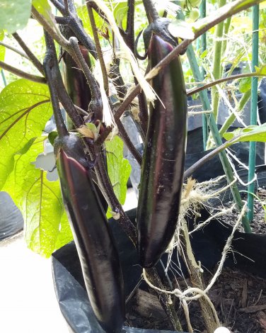 Imported Japanese Early Black Long Eggplant Vegetable 300 PCS Seeds