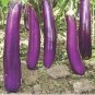 Imported Japanese Early Black Long Eggplant Vegetable 300 PCS Seeds