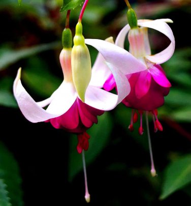 Imported Japanese Red White Fuchsia Perennial Flower 100 PCS Seeds