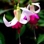 Imported Japanese Red White Fuchsia Perennial Flower 100 PCS Seeds