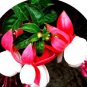 Imported Japanese Red White Fuchsia Perennial Flower 100 PCS Seeds