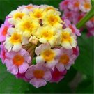 Imported Lantana Camara Plant Five Colors Hydrangea Flower 50 PCS Seeds