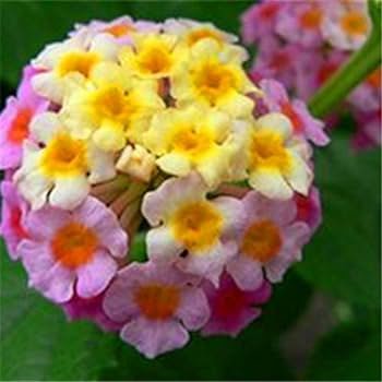 Imported Lantana Camara Plant Five Colors Hydrangea Flower 50 PCS Seeds