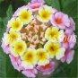 Imported Lantana Camara Plant Five Colors Hydrangea Flower 50 PCS Seeds