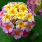 Imported Lantana Camara Plant Five Colors Hydrangea Flower 50 PCS Seeds