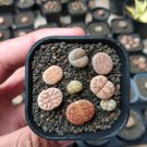 Imported Lithops GE KK 100 PCS Seeds Imported Lithops GE KK 100 PCS Seeds