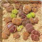 Imported Lithops GE KK 100 PCS Seeds
