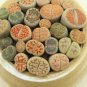 Imported Lithops GE KK 100 PCS Seeds