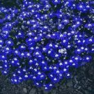 Imported Lobelia Flowers Blooming Covering Flore Outdoor 200 PCS Seeds Imported Lobelia Flowers Blooming Covering Flore Outdoor 200 PCS Seeds