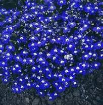Imported Lobelia Flowers Blooming Covering Flore Outdoor 200 PCS Seeds
