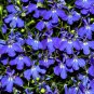 Imported Lobelia Flowers Blooming Covering Flore Outdoor 200 PCS Seeds