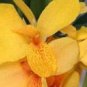 Imported Mixed 5 Types of Canna Flowers 5 PCS Seeds