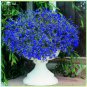 Imported Lobelia Flowers Blooming Covering Flore Outdoor 200 PCS Seeds