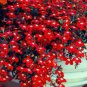 Imported Lobelia Flowers Blooming Covering Flore Outdoor 200 PCS Seeds