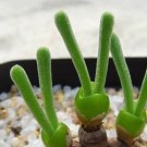 Imported New Zealand Rabbit Monilaria obconica 100 PCS Seeds