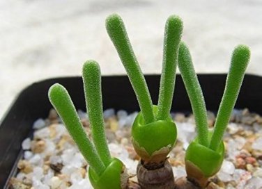 Imported New Zealand Rabbit Monilaria obconica 100 PCS Seeds