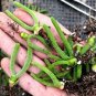 Imported New Zealand Rabbit Monilaria obconica 100 PCS Seeds