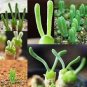Imported New Zealand Rabbit Monilaria obconica 100 PCS Seeds