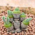Imported New Zealand Rabbit Monilaria obconica 1000 PCS Seeds
