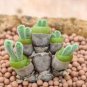Imported New Zealand Rabbit Monilaria obconica 1000 PCS Seeds