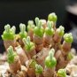 Imported New Zealand Rabbit Monilaria obconica 1000 PCS Seeds
