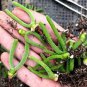 Imported New Zealand Rabbit Monilaria obconica 1000 PCS Seeds
