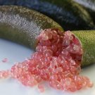 Imported Orange Finger Lime Pomegrante Plant 10 PCS Seeds Imported Orange Finger Lime Pomegrante Plant 10 PCS Seeds